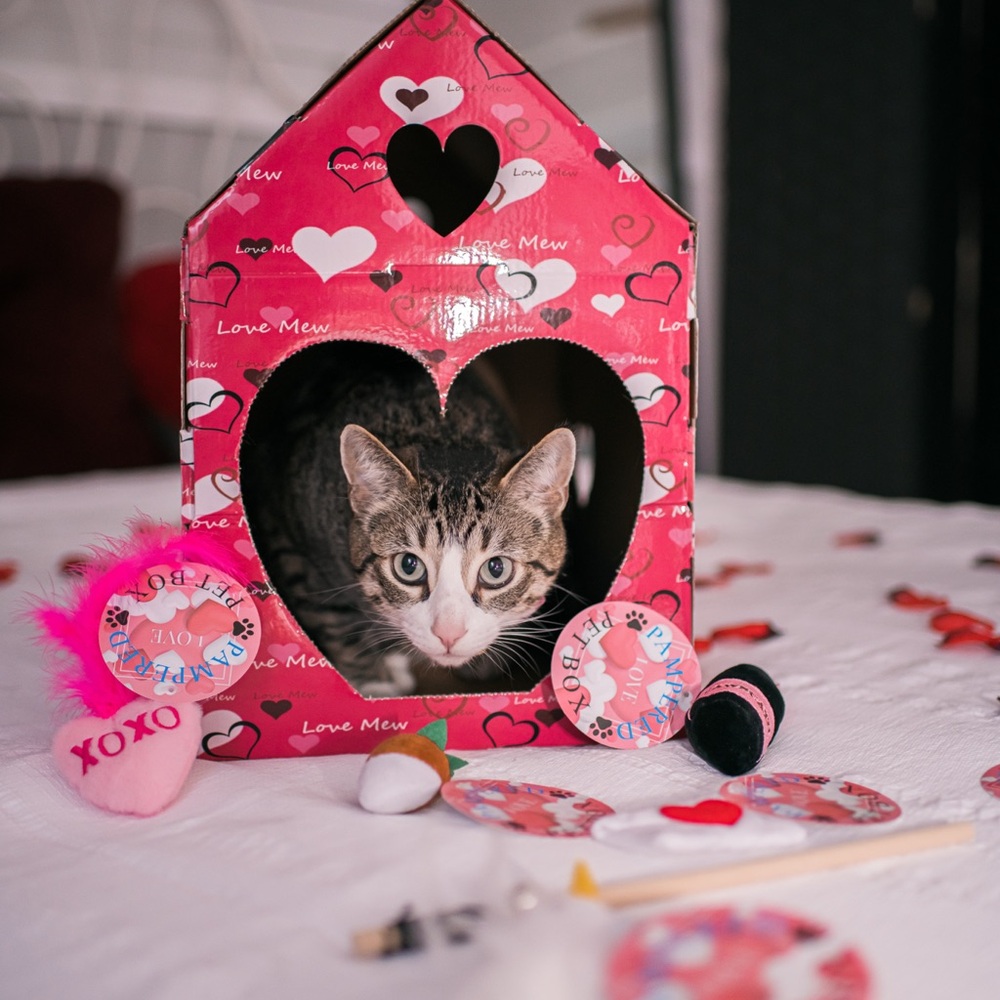 💖 Pampered Pet Box - Valentine’s Day Cat House & Toy Set 💖